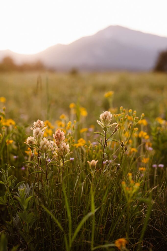 wildflowers in the meadow