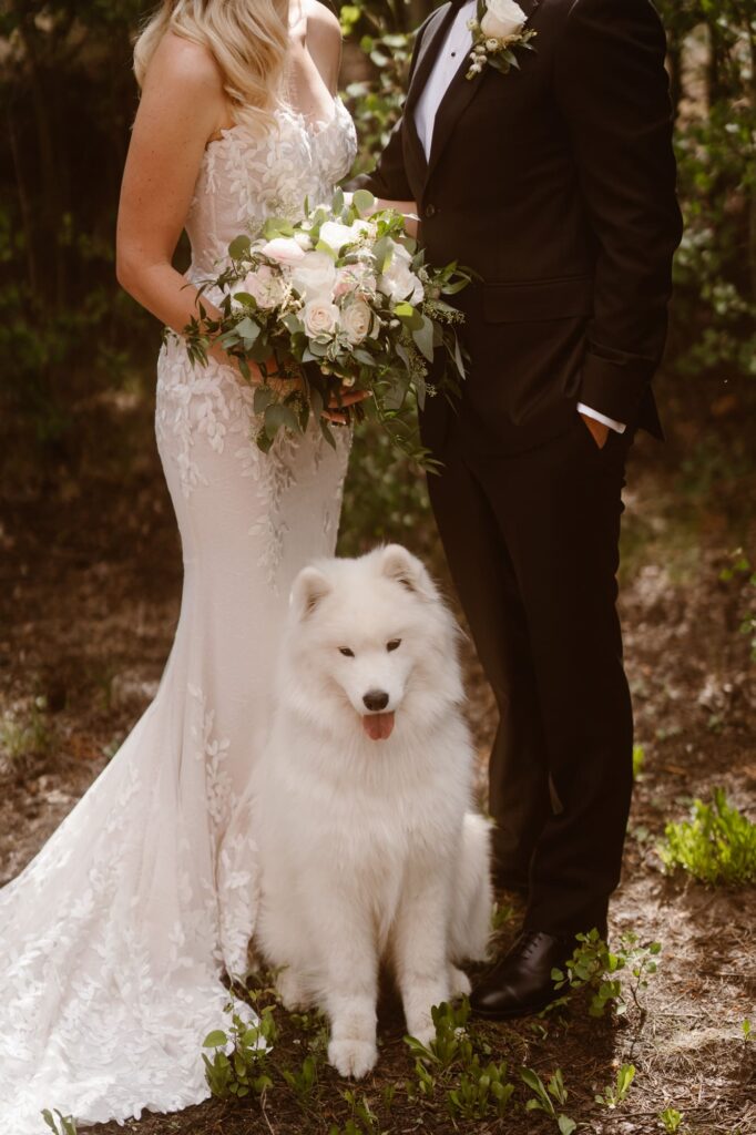 close up of samoyed dog at wedding
