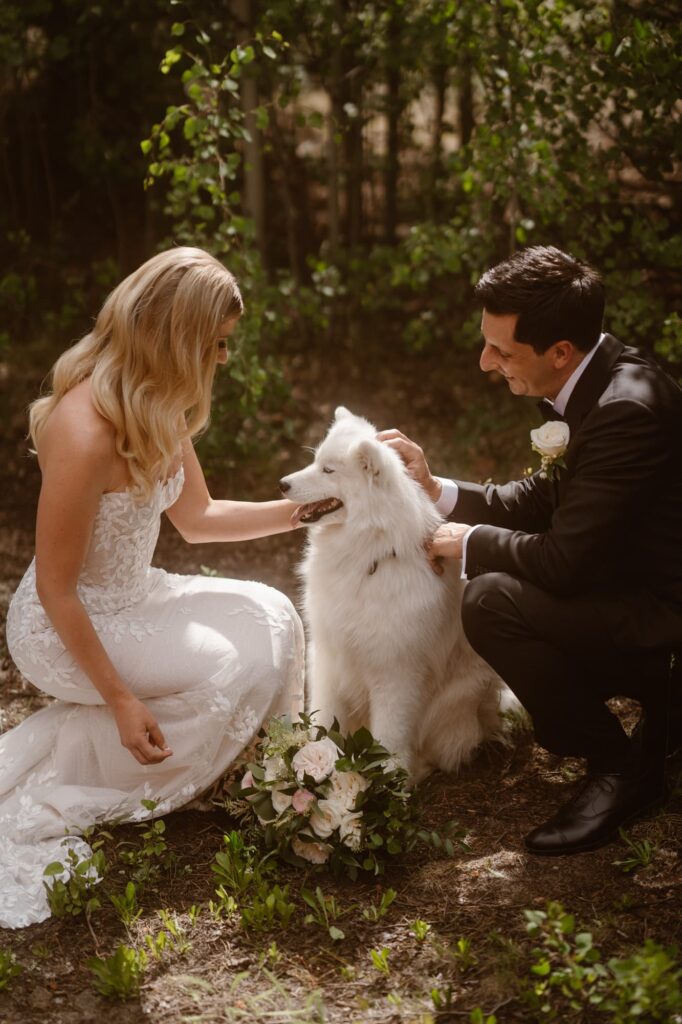 bride and groom and samoyed dog