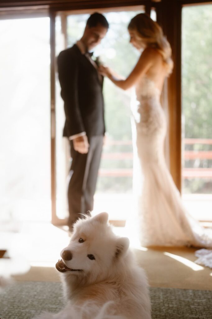 samoyed dog on wedding day