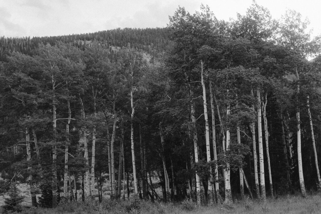 Black and white photo of aspen trees in Endovalley