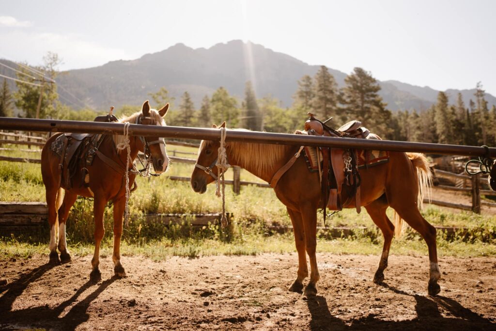 two horses at Elkhorn Stables with mountains in the background