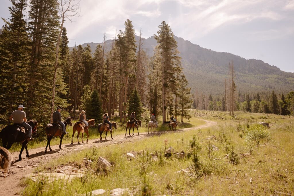 Line of horses walking in the mountains