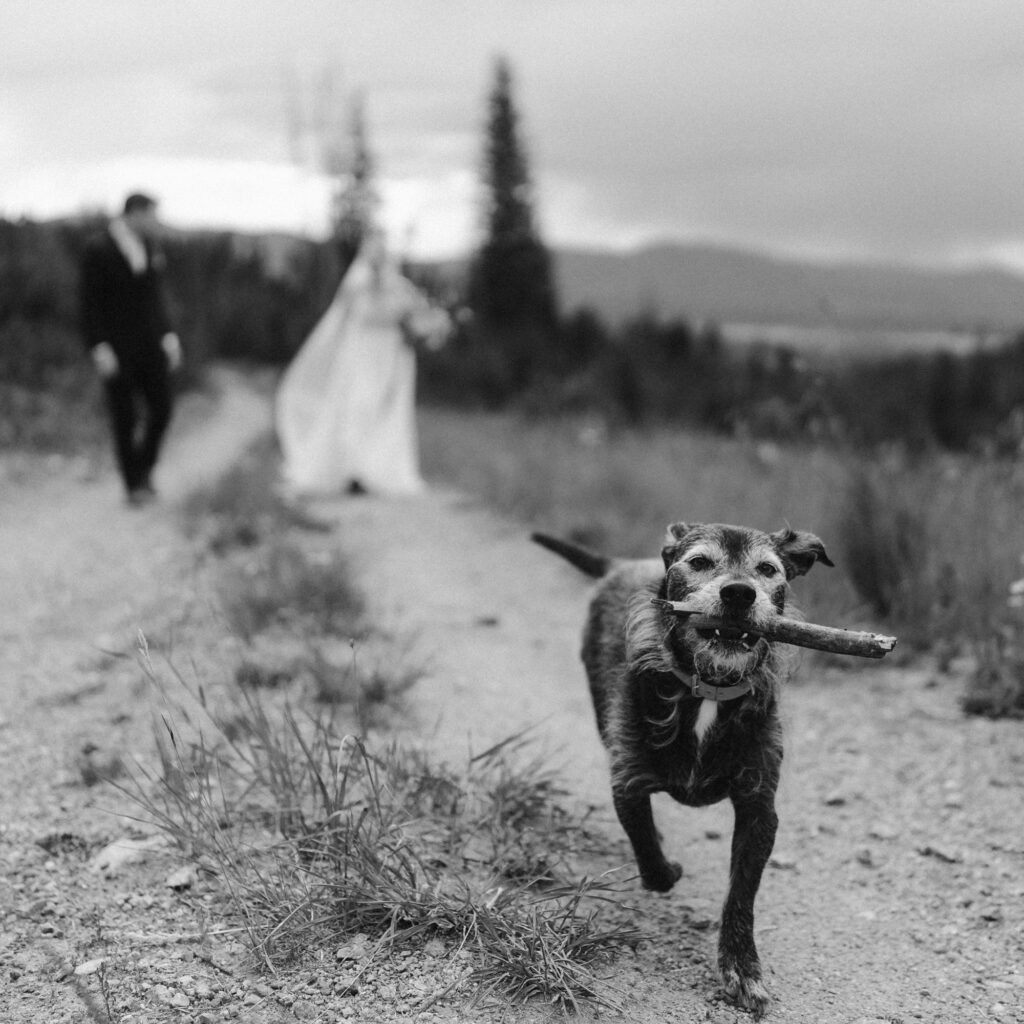 Dog with a stick in it's mouth and bride and groom in the distance
