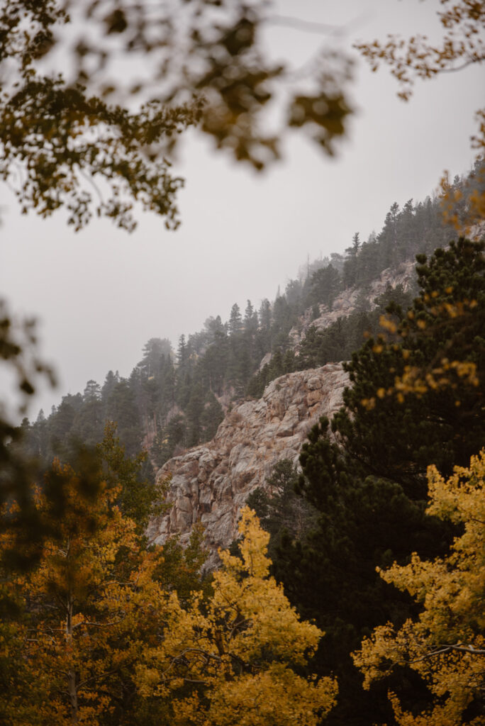 Hillside in Rocky Mountain National Park, full of yellow aspen trees