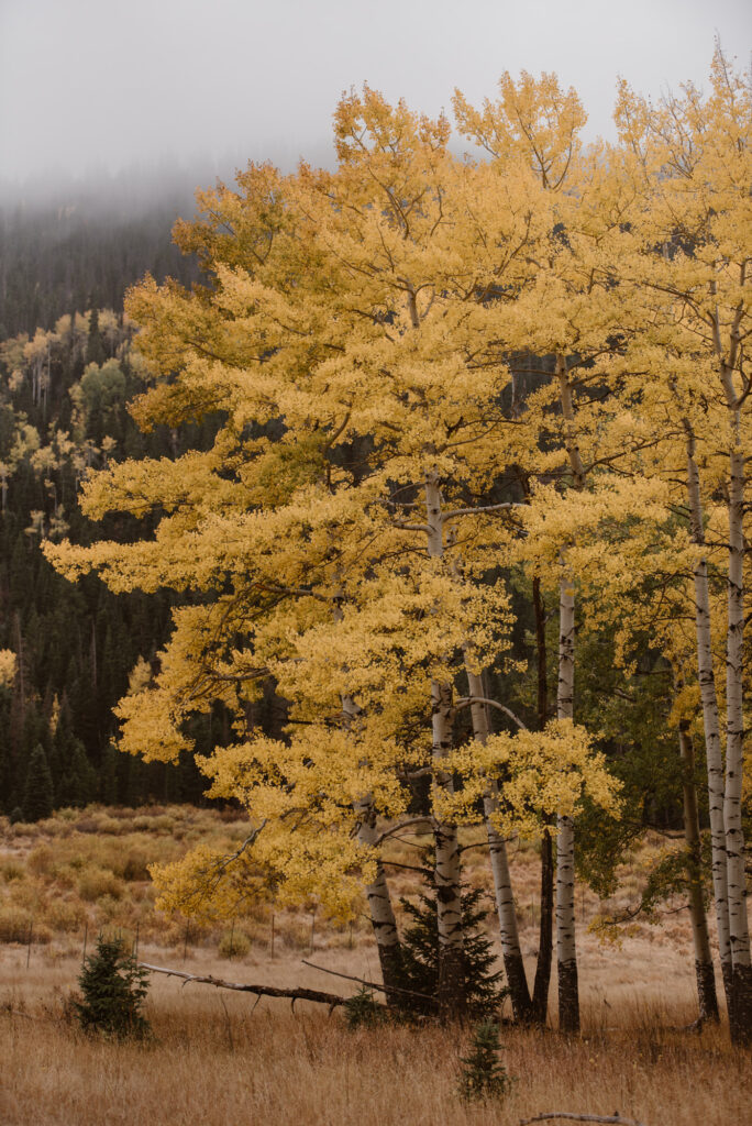 Yellow aspen trees in Rocky Mountain National Park