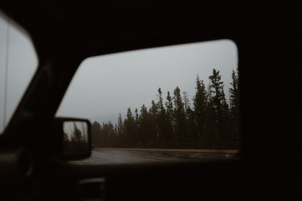 View of moody pine trees out of car window