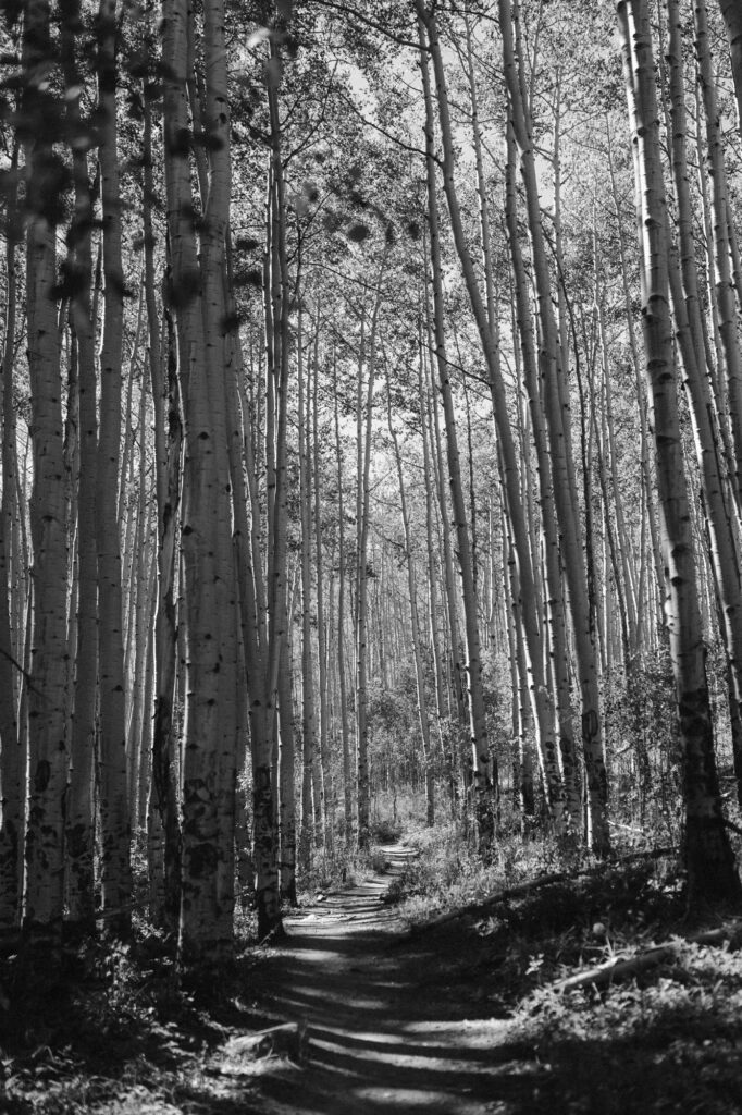 Trail through a grove of aspen trees