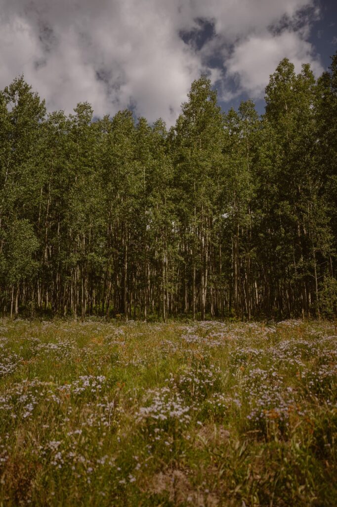 View of aspen trees and wildflowers in Crested Butte