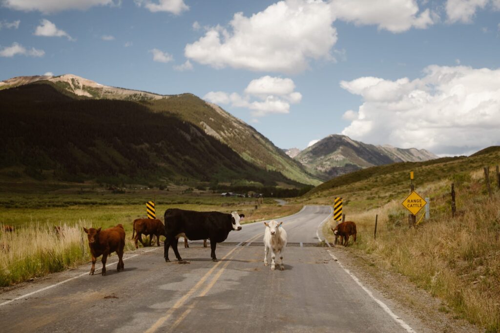 Cows in the road in Crested Butte