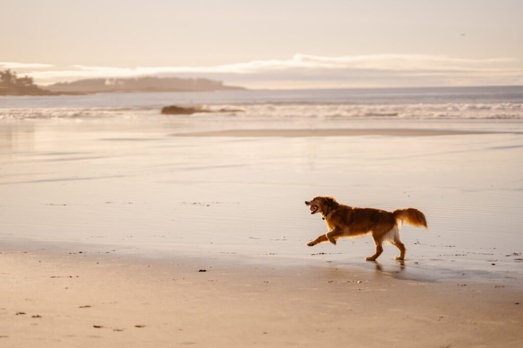 Golden retriever running down the beach happy with a ball in his mouth
