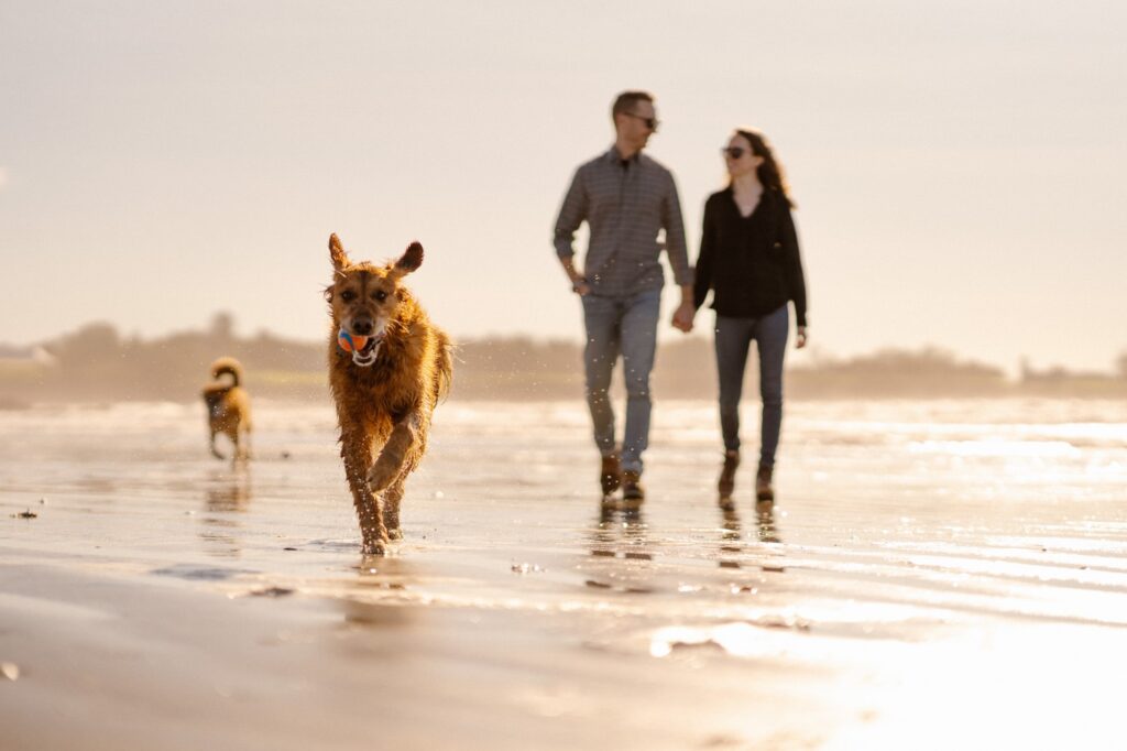 Lifestyle portraits at a dog-friendly beach in Maine