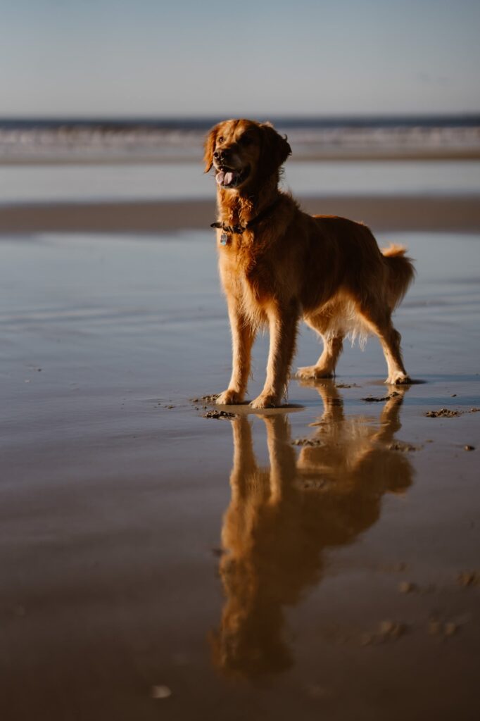 Dog on a beach during lifestyle portrait session