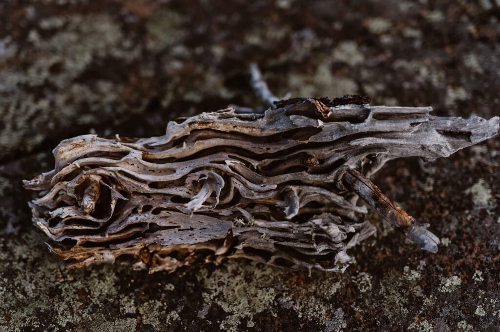 Neat driftwood at Isle Royale National Park