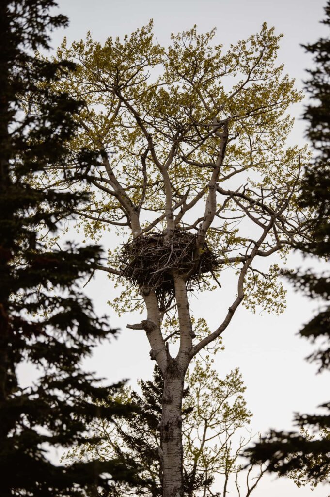 View of eagle nest on Isle Royale National Park