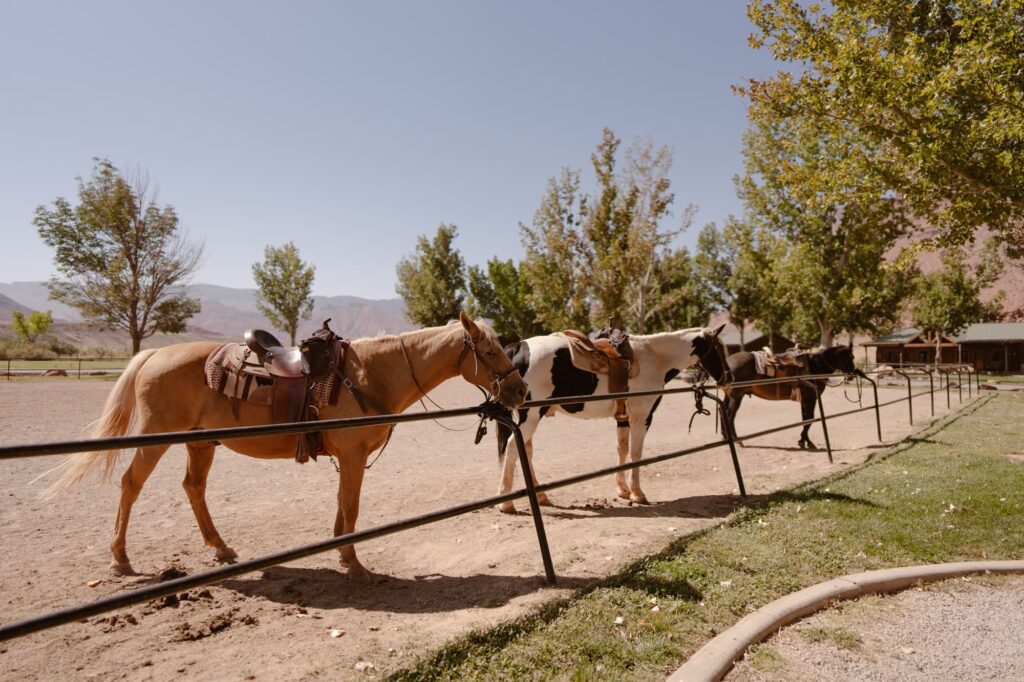 Horses at Sorrel River Ranch