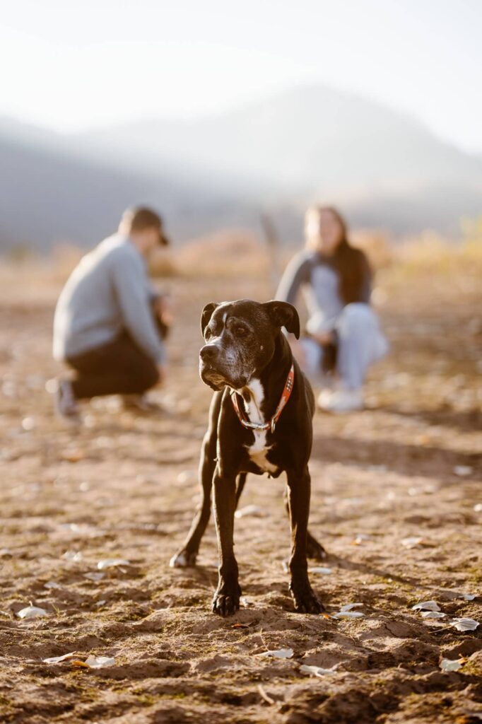 Dog during a lifestyle portrait session with his owners in the background