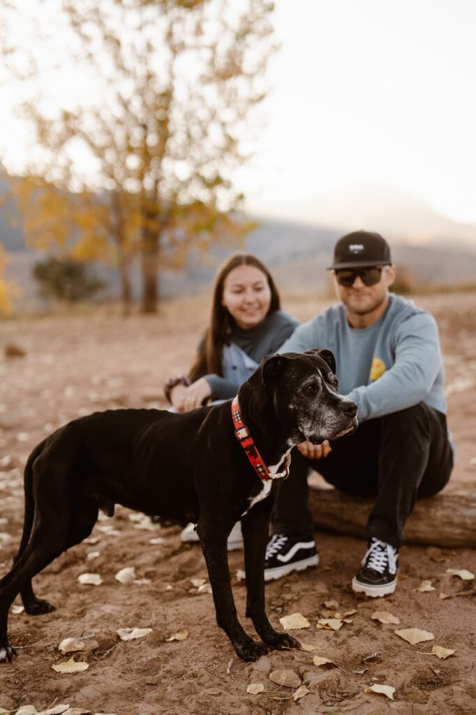 Senior dog portrait session with owners