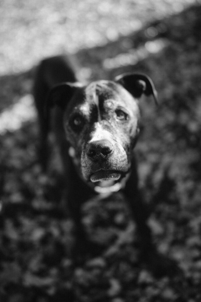 Black and white photo of senior dog during lifestyle portrait session