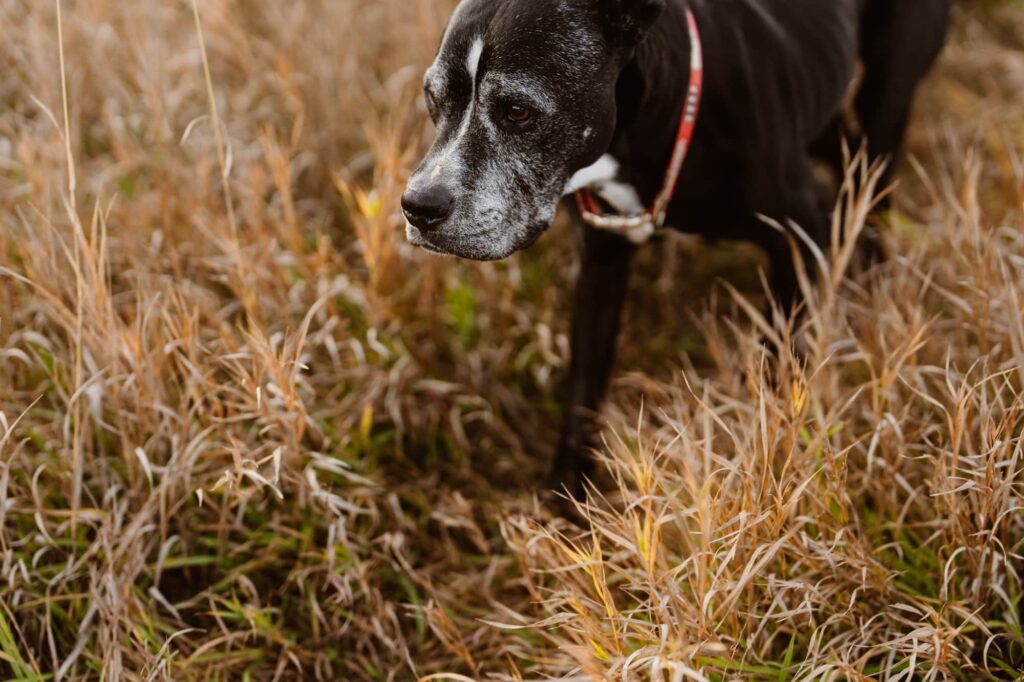 Senior dog walking through a grassy meadow 
