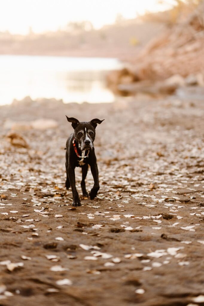Dog at the shore of Horsetooth Reservoir with his ears up