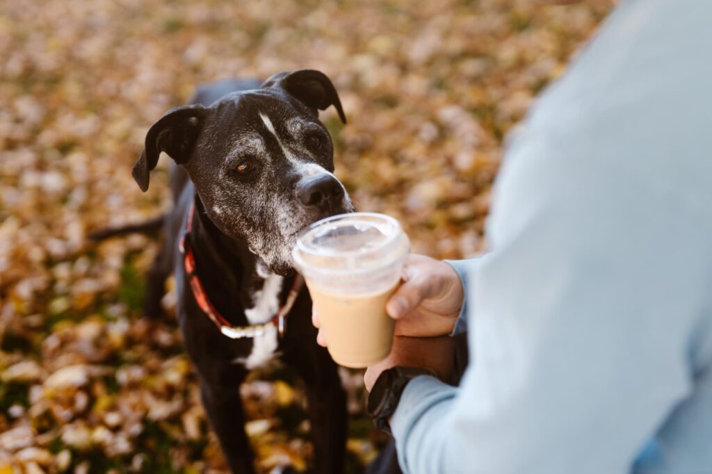 Dog sniffing coffee cup