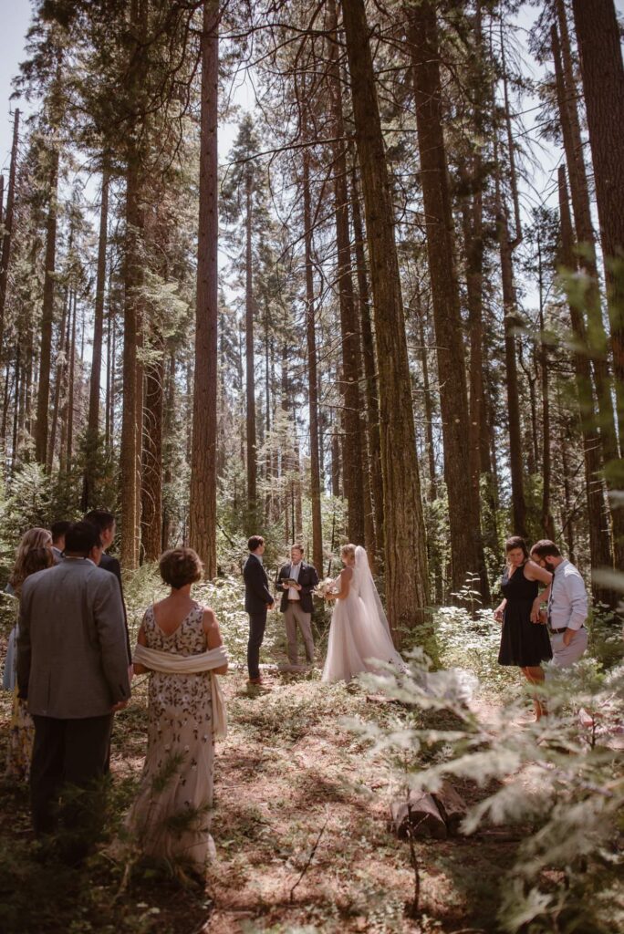 Redwood forest micro wedding in California