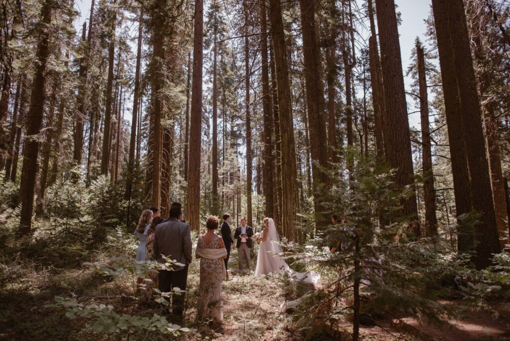 California forest micro wedding with 2000+ year old trees