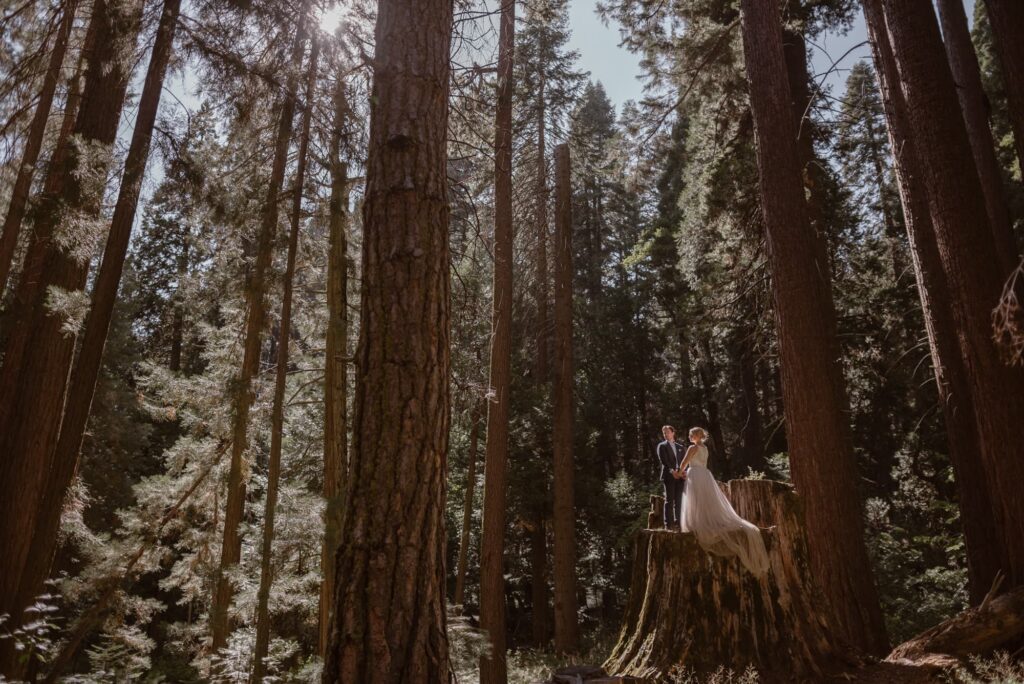 Bride and groom standing on a massive tree on their wedding day in California