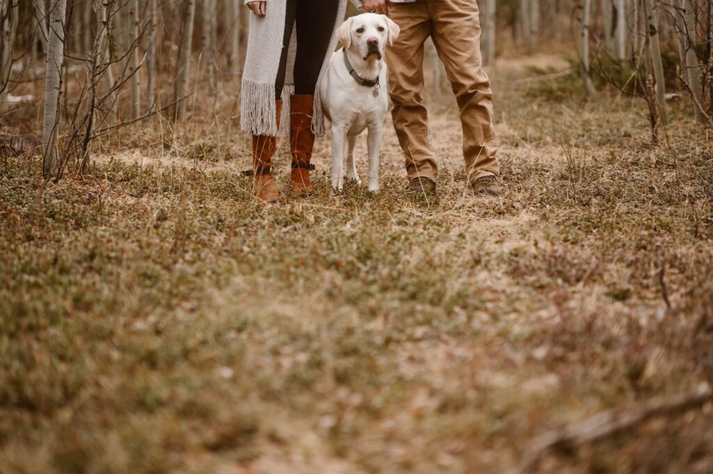 Portrait of dog standing between owner's legs during an engagement session