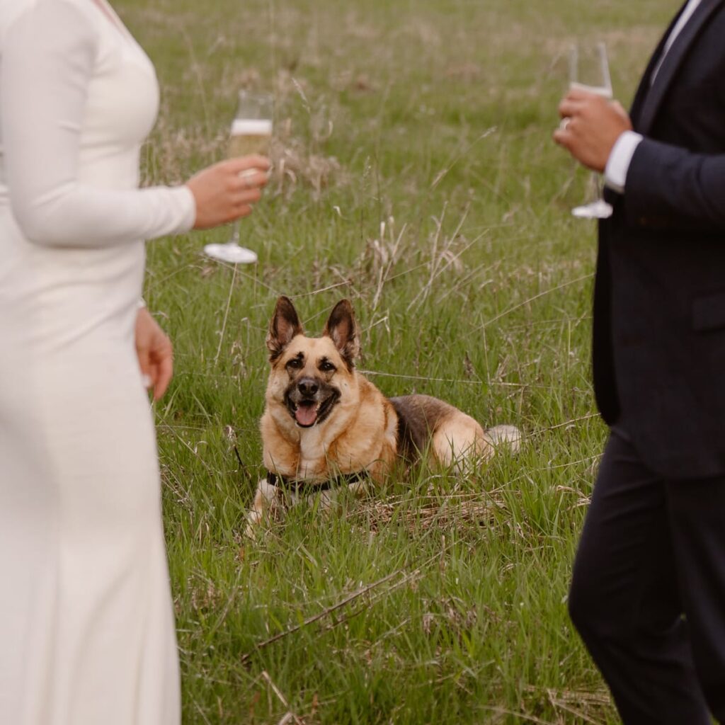 Dog looking at bride and groom 