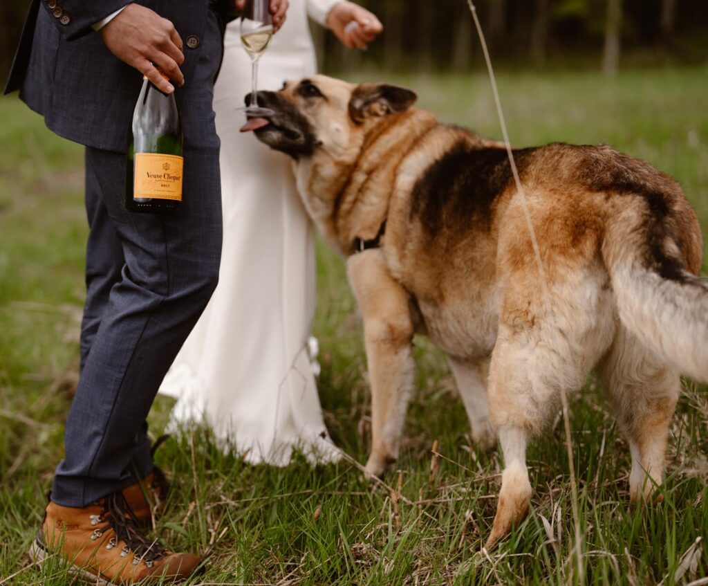 Dog licking the bottom of champagne glass