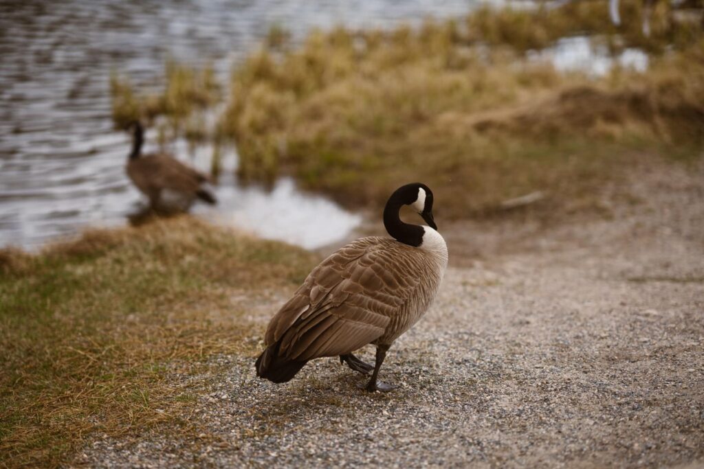Photo of two geese wading into Sprague Lake