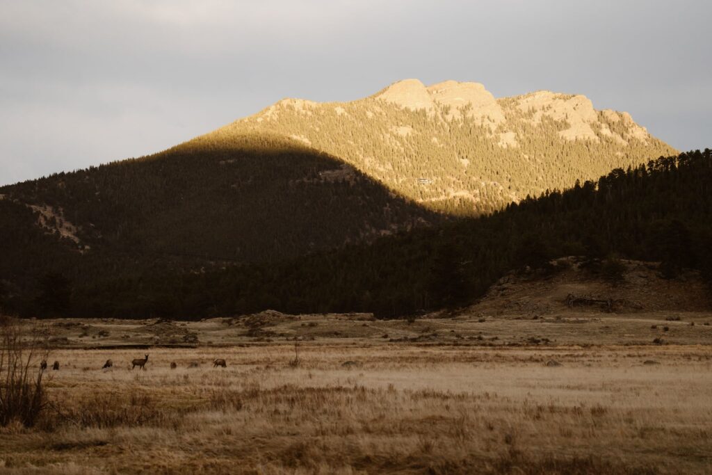 View of Moraine Park in RMNP with elk herd