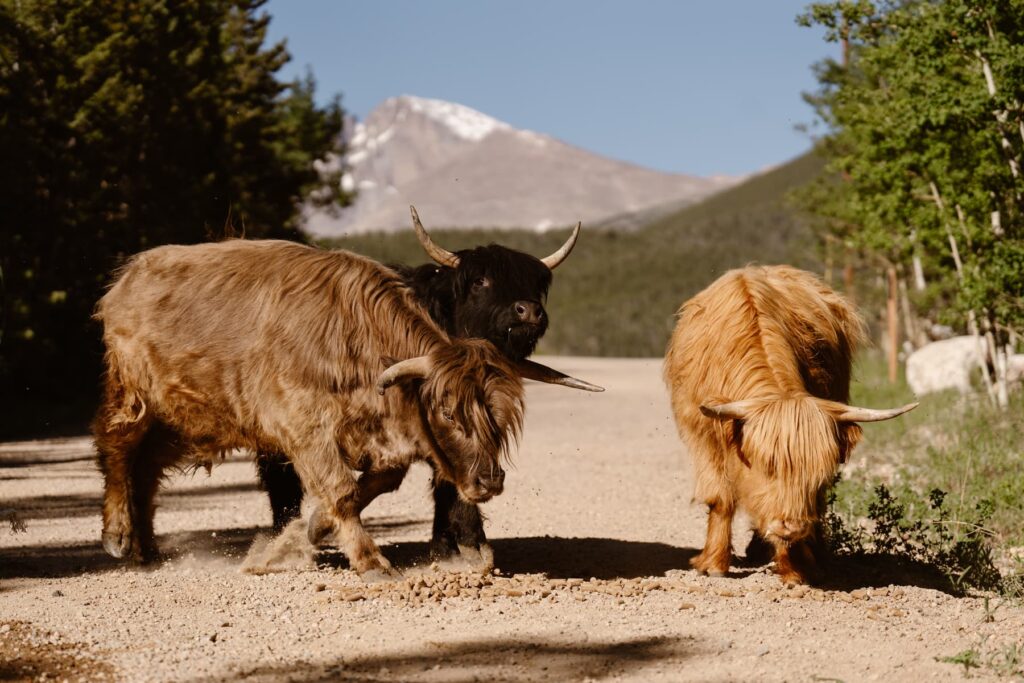 View of 3 highland cows with Longs Peak in the distance at Seven Keys Lodge
